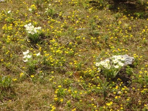 Western pasqueflower and alpine buttercups
