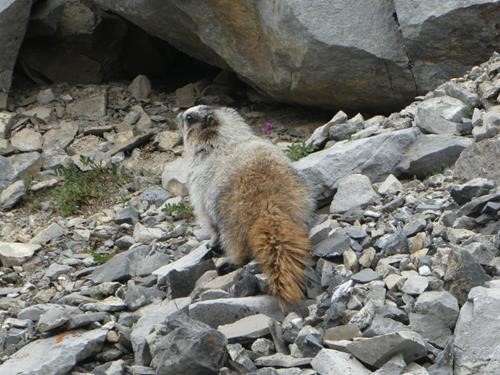 Marmot