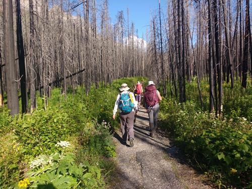 On the road through the burned forest.