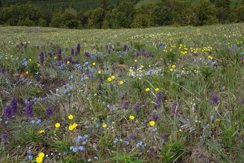 Amazing flower meadows 