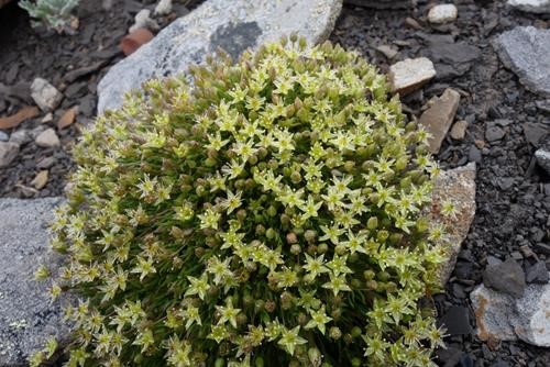 Minuartia austromontana