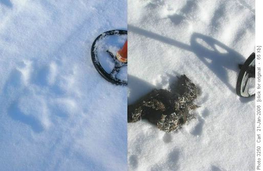 Wolf Track and Scat