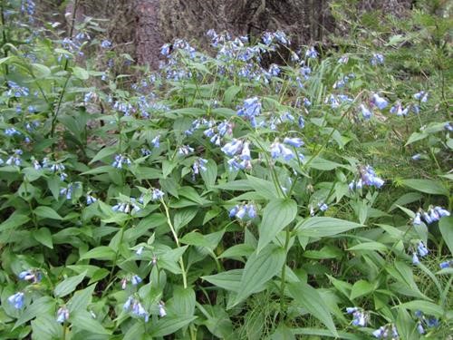 Bluebells (<i>Mertensia paniculata</i>) in the forest along the lower creek