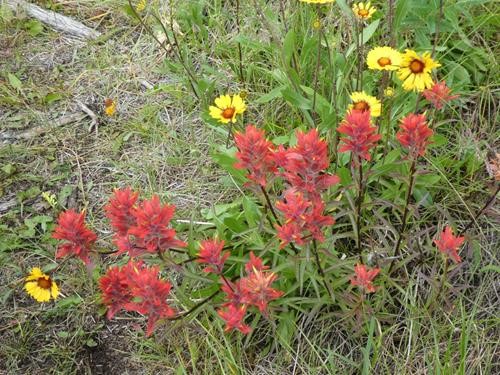 Paintbrush-Gaillardia