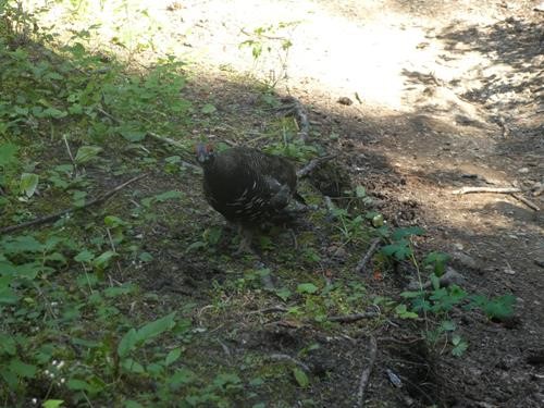 Grouse