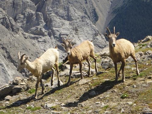 Sheep on the west ridge of Mt. Grotto