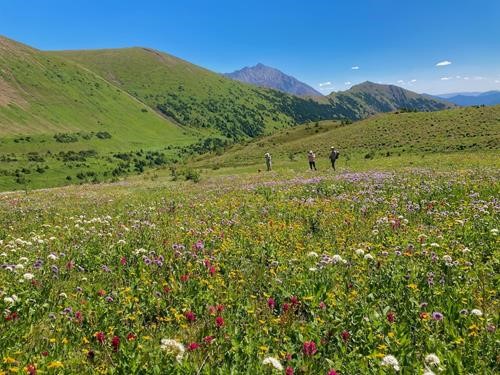 Some of the lush meadows that we wandered across in Paradise Valley
