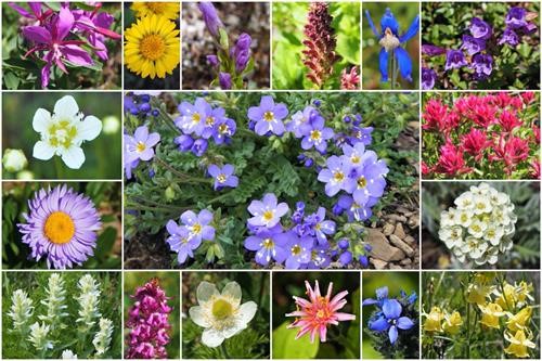 Some of the flowers in Paradise Valley (photos by {2084 kr h}