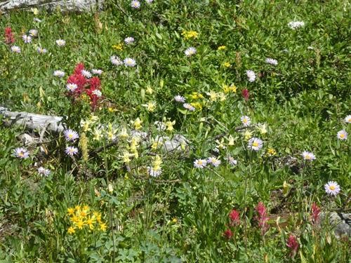 Just flowers