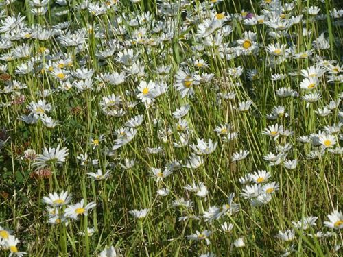 Daisies