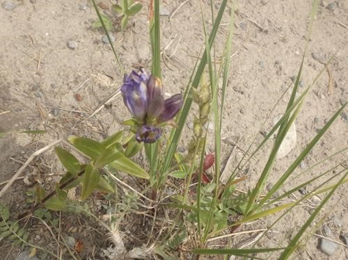 Gentian