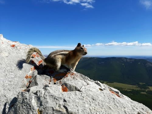 Chipmunk looking for handouts (Teresa's Photo)