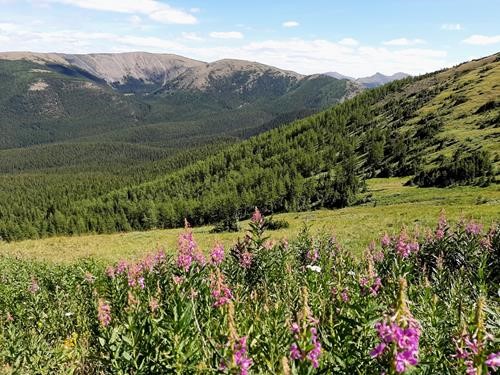 Abundance of fireweed.