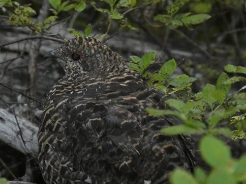 Grouse