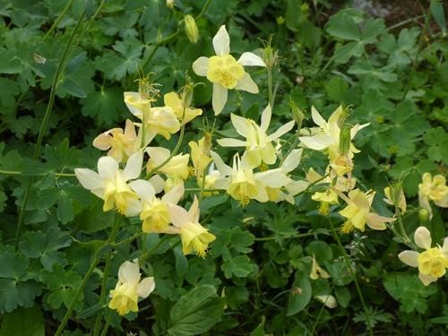 Columbine