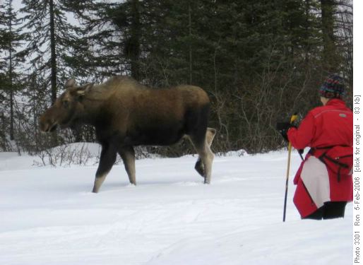 Moose at Boulton Bridge PL