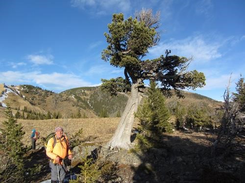 {777 Dav Har} at the Boundary Pine