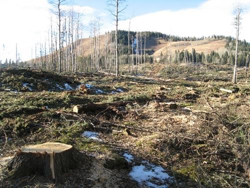 Recent tree harvesting