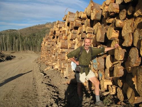 Neatly stacked logs ready for transport