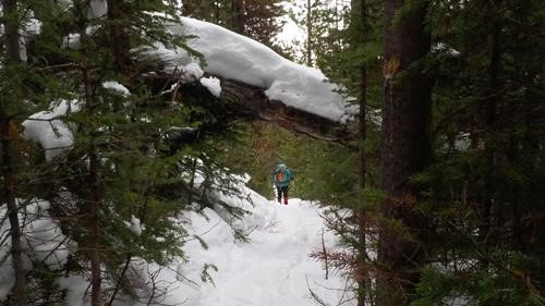 A lot of snow in the trees made travel good on snowshoes.