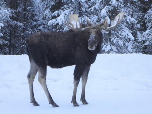 Bull Moose Black Prince parking lot