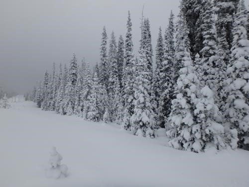 Snow loaded trees at Elk Pass