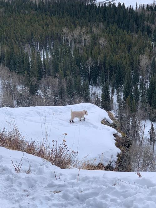Elliot the intrepid mountain dog