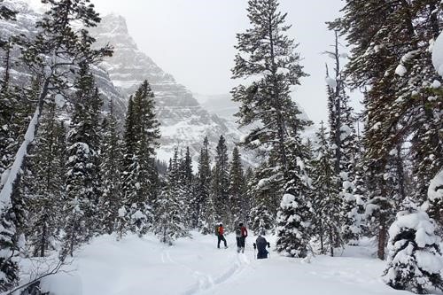 Chickadee valley with Mt Whymper on the left
