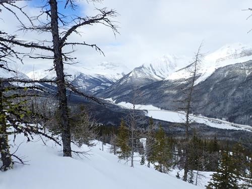 Nice looking glade except for the cliffs and rock hard old tracks