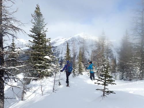 The Wind affected top 