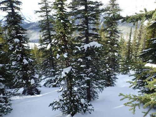 A glade just look at the holes not at the trees 