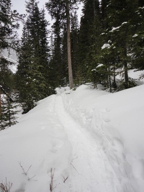 Typical unmaintained trail in the upper reaches of Ribbon Creek 