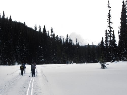 Tyrwhitt meadow