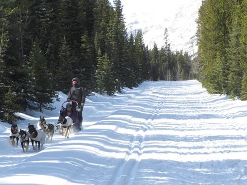 dogs at work along Great Divide