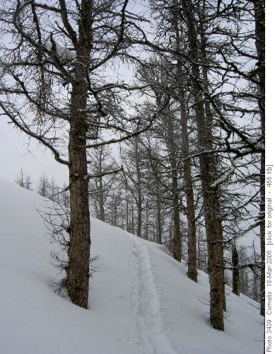Tamaracks below the South East ridge of Mount Bell