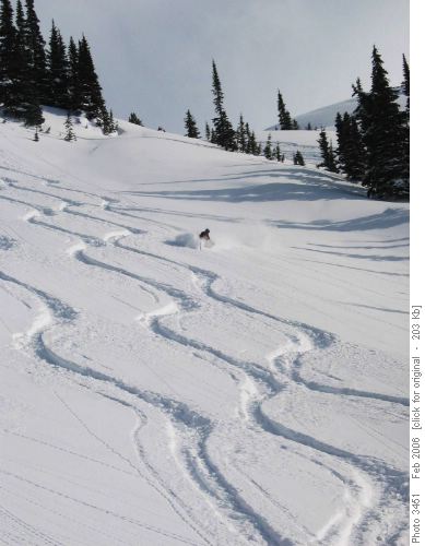 Awesome tree skiing