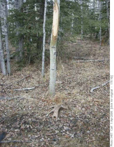 Moose antler rubbed off on tree