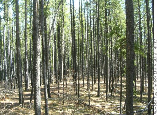 Dog Hair forest