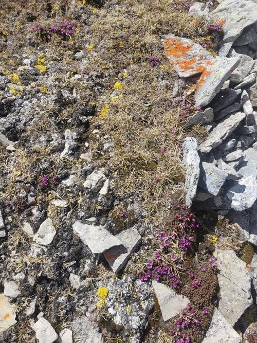 {2273 Brian Robinson}