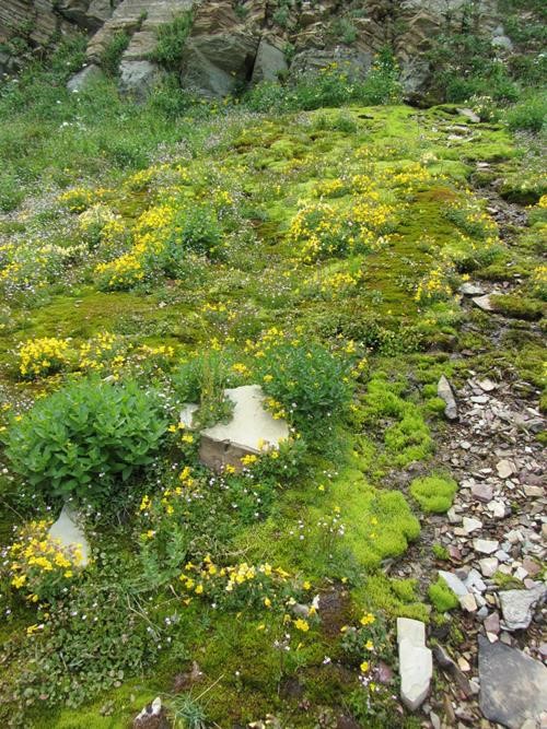 Yellow monkeyflower in a moss bed