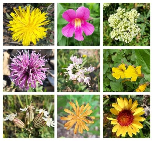 Waterton flowers