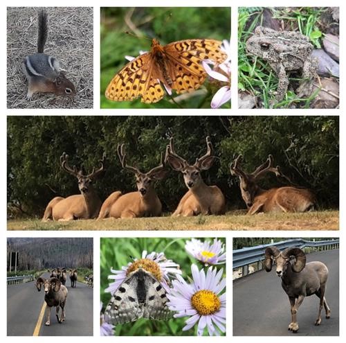Wildlife.