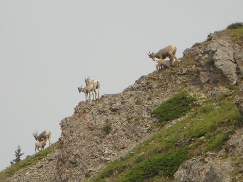 Sheep on King Creek Ridge