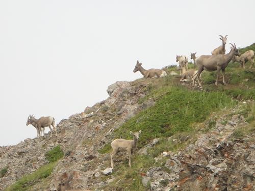 Sheep on King Creek Ridge