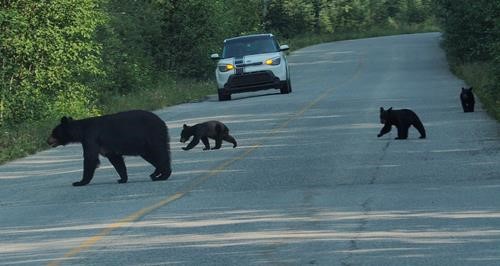 A mom and three cubs were frequent visitors to Pocahontas Campground.