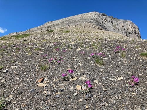 On our way up the scree and rock bands towards Snow Peak
