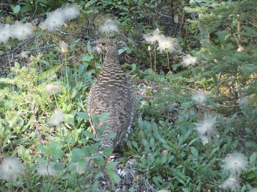 Grouse