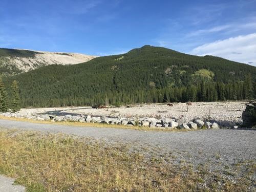 Wild horses below Forgetmenot Ridge