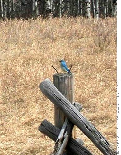 Mountain Bluebird <i>(sialia currucoides)</i>