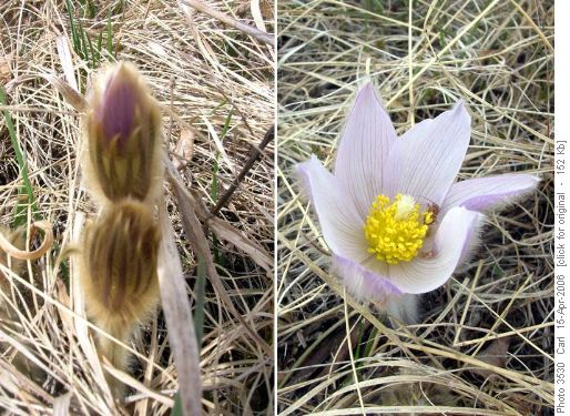 Crocuses